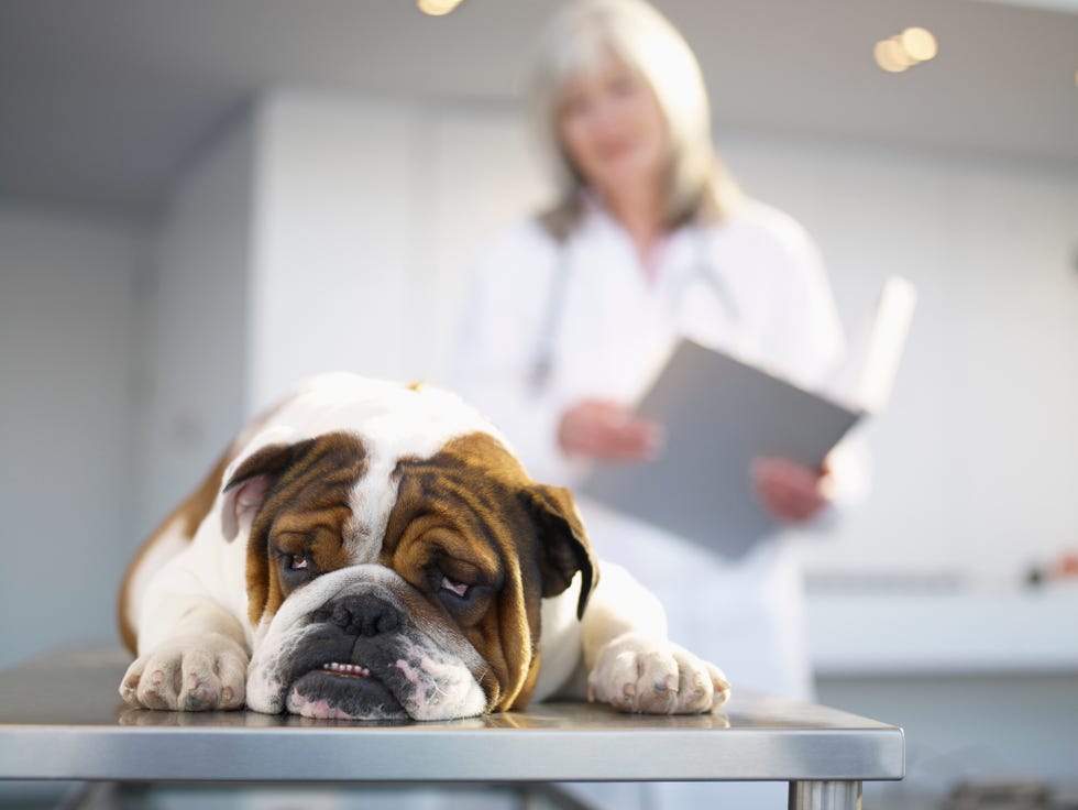 que pasa cuando tu perro muere en el veterinario