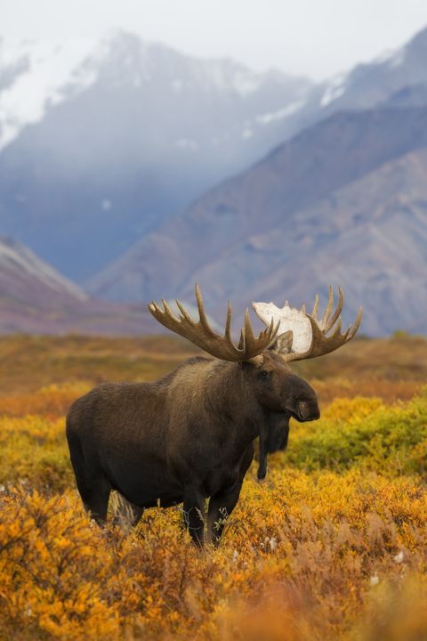 Natural environment, Mountainous landforms, Antler, Horn, Plant community, Highland, Elk, Mountain range, Terrestrial animal, Grassland, 