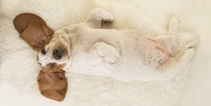Basset hound puppy lying on its back on a white fur seen from above