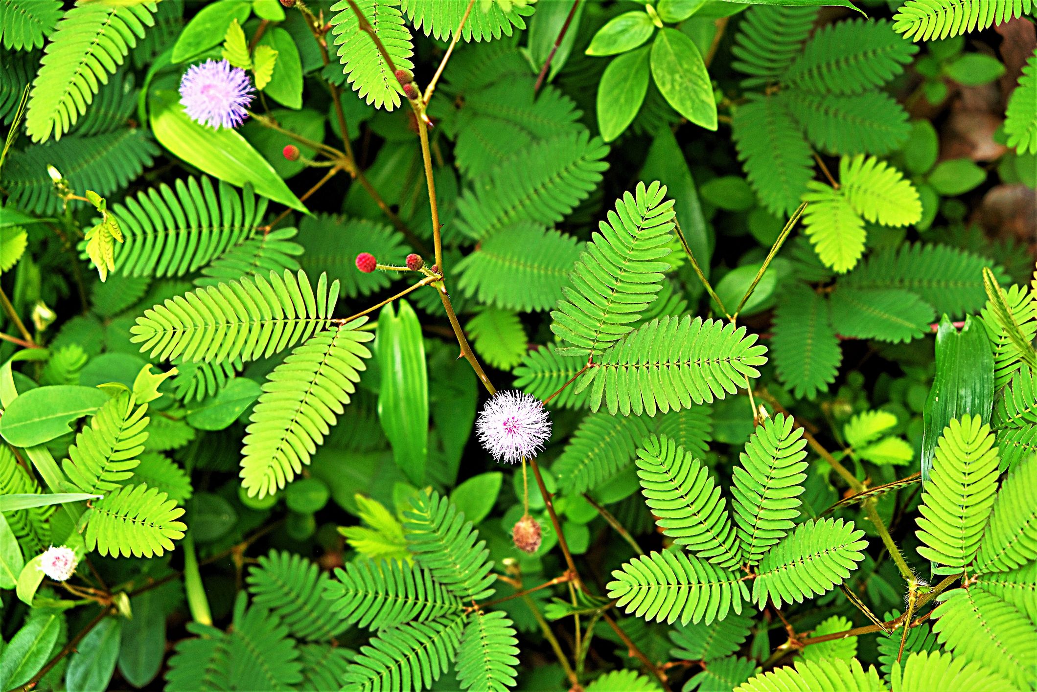 mimosa pudica flowers move when you touch them - touch-me-not plants