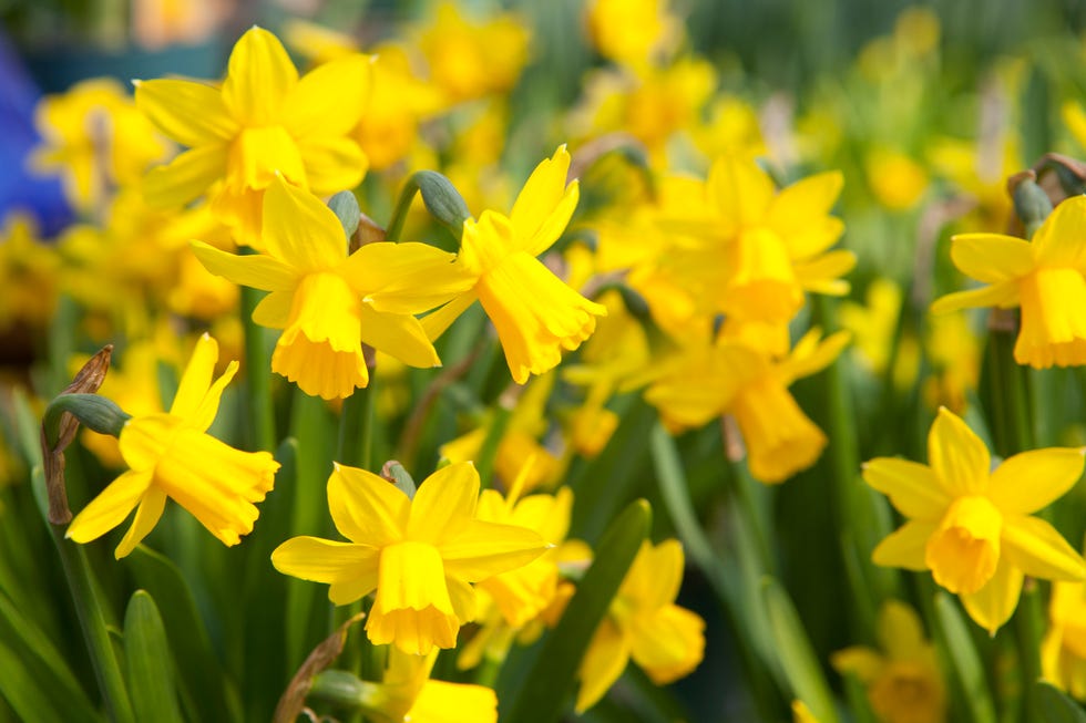 flower, flowering plant, yellow, plant, petal, narcissus, spring, wildflower, amaryllis family, plant stem,
