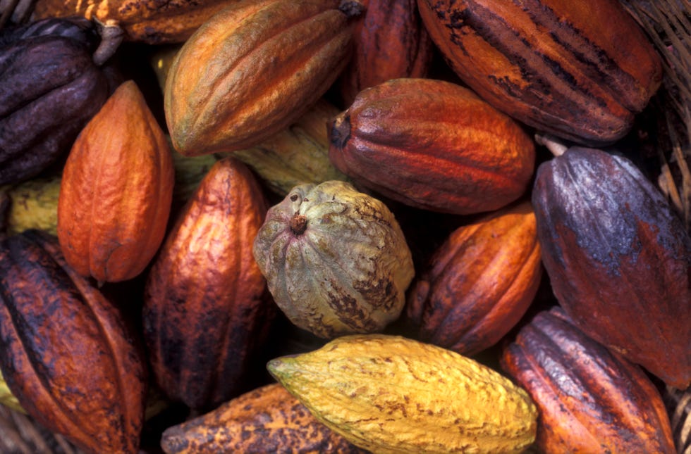 harvested cacao, st lucia, caribbean