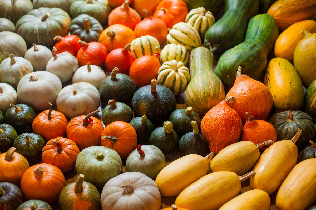 horizontal photo of heirloom different varieties squashes and pumpkins