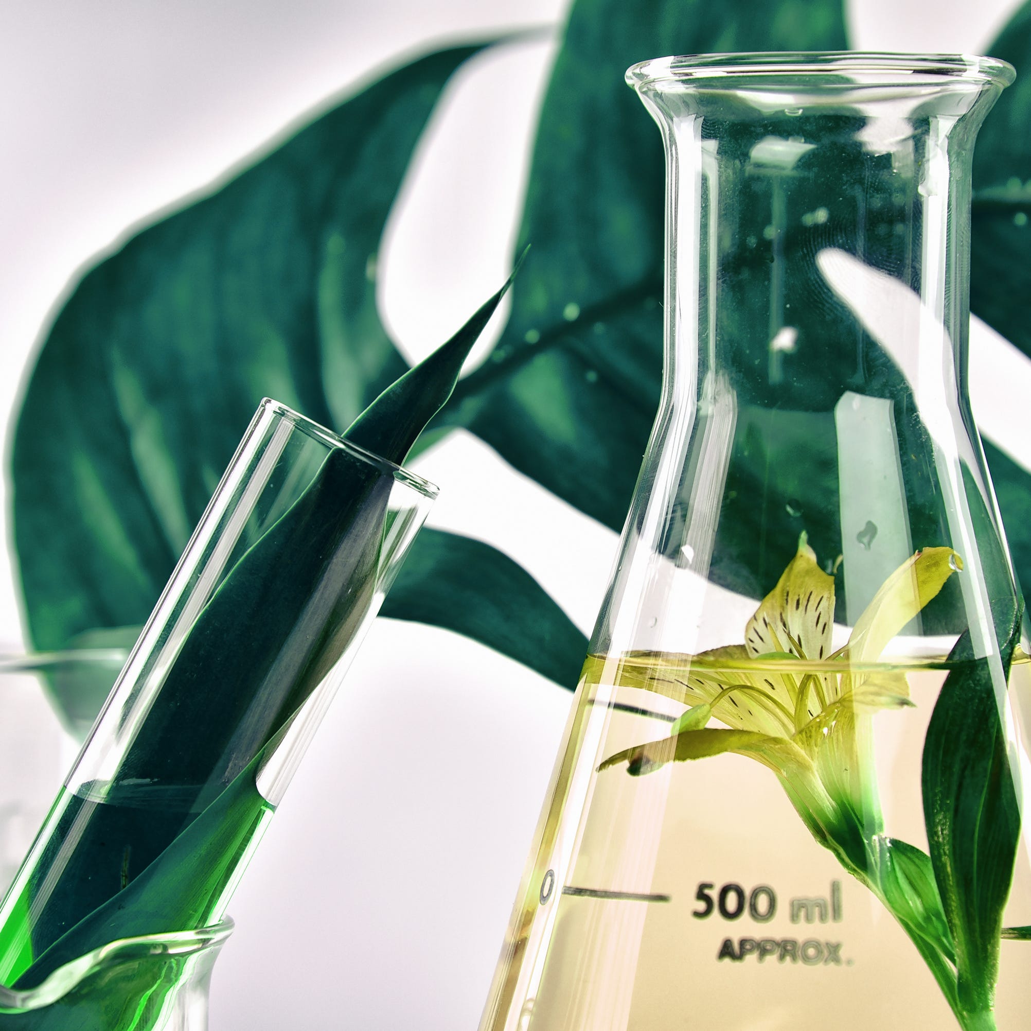 Natural organic extraction and green herbal leaves, Flower aroma essence solution in laboratory.