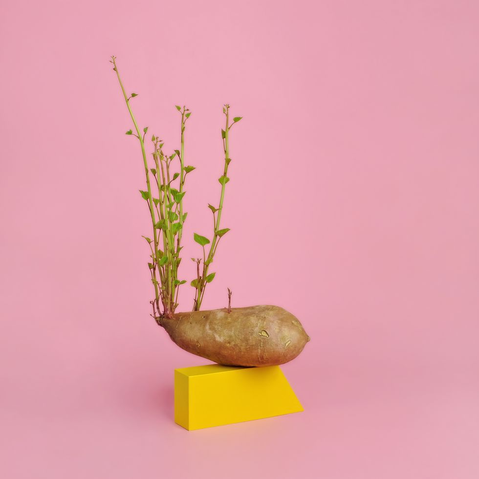 sweet potato sprouting green stalks sitting on a yellow cube with a pink background