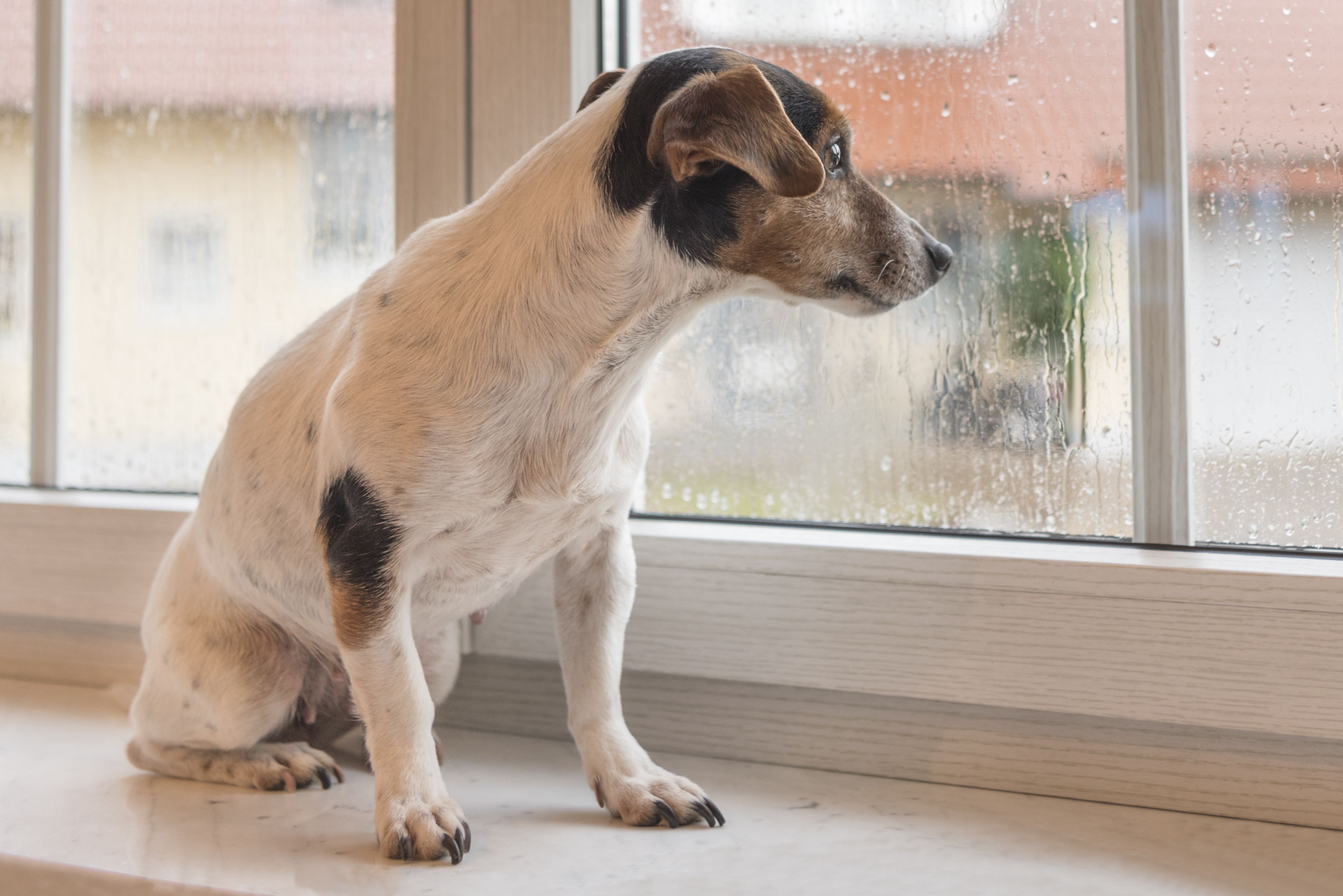 Dog entertainment: What to do on a rainy day!