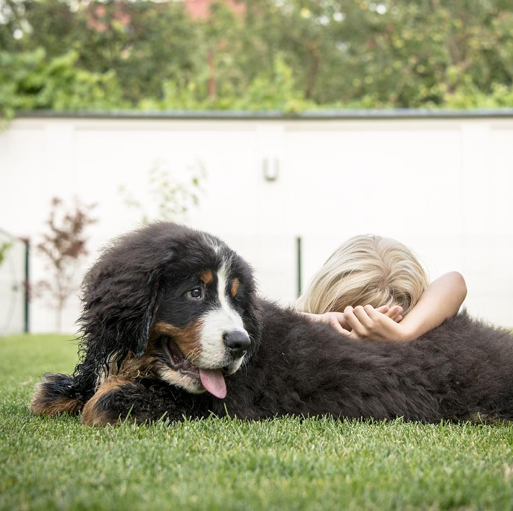 8 Best Calm Dog Breeds That Are Quiet, Relaxed And Chill