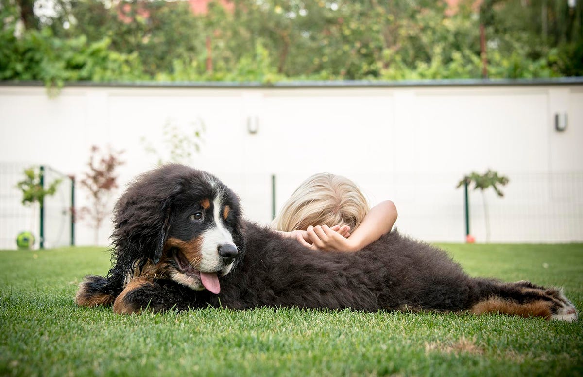 Cute Furry Dog Laying On Its Back On A Piece Of Blue Exercise