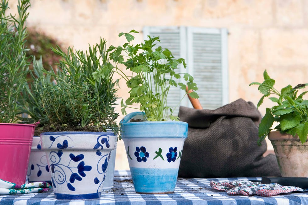 mediterranean garden