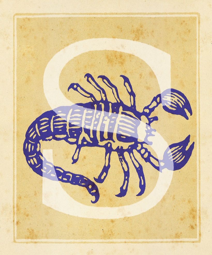 Illustration, Invertebrate, Decapoda, Homarus, Spiny lobster, American lobster, Arthropod, Art, Crayfish, Lobster, 