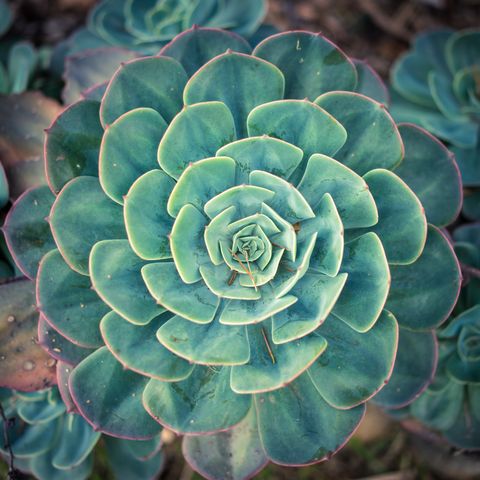 15 Best Succulent Plant Types and How to Grow Them Indoors or Out
