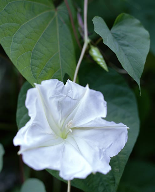 fast flowering vines moon flower