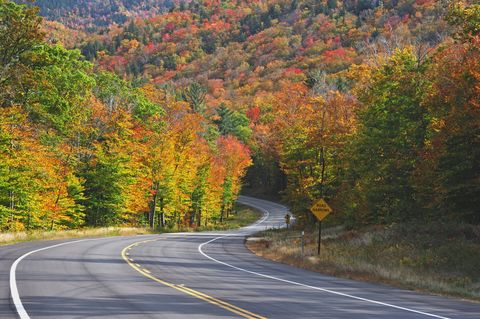 Road, Tree, Natural landscape, Leaf, Nature, Highway, Autumn, Sky, Asphalt, Deciduous, 