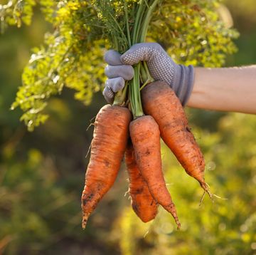 how to grow carrots