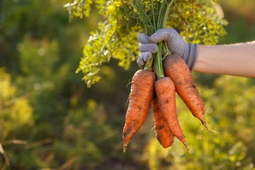 cómo cultivar zanahorias en casa