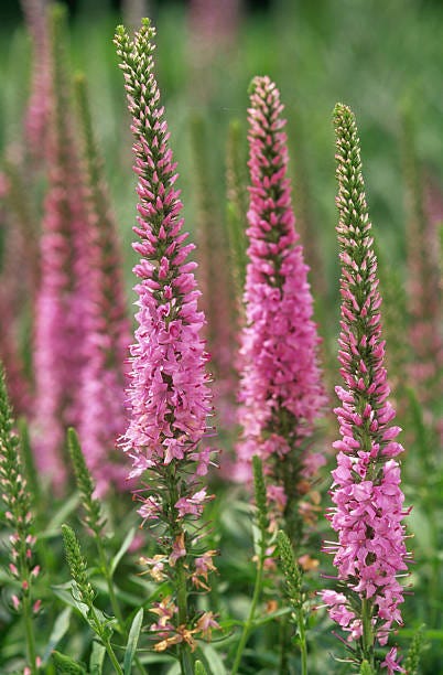 10 Best Full-Sun Perennials - Plants That Add Color to Your Garden