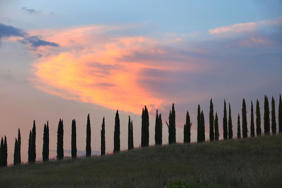 montalcino, italy   july 23 italian cypress trees cupressus sempervirens, an iconic symbol of the tuscan countryside, are seen at dusk on july 23, 2015 near the hilltop town of montalcino in the region of tuscany, italy tuscany is renowned for its landscapes, history, cuisine and artistic legacy it is also the home of sangiovese, the primary grape used in the three tuscan docg denominazione di origine controllata e garantita denomination of controlled and guaranteed origin wines chianti, vino nobile di montepulciano and brunello di montalcino photo by david silvermangetty images