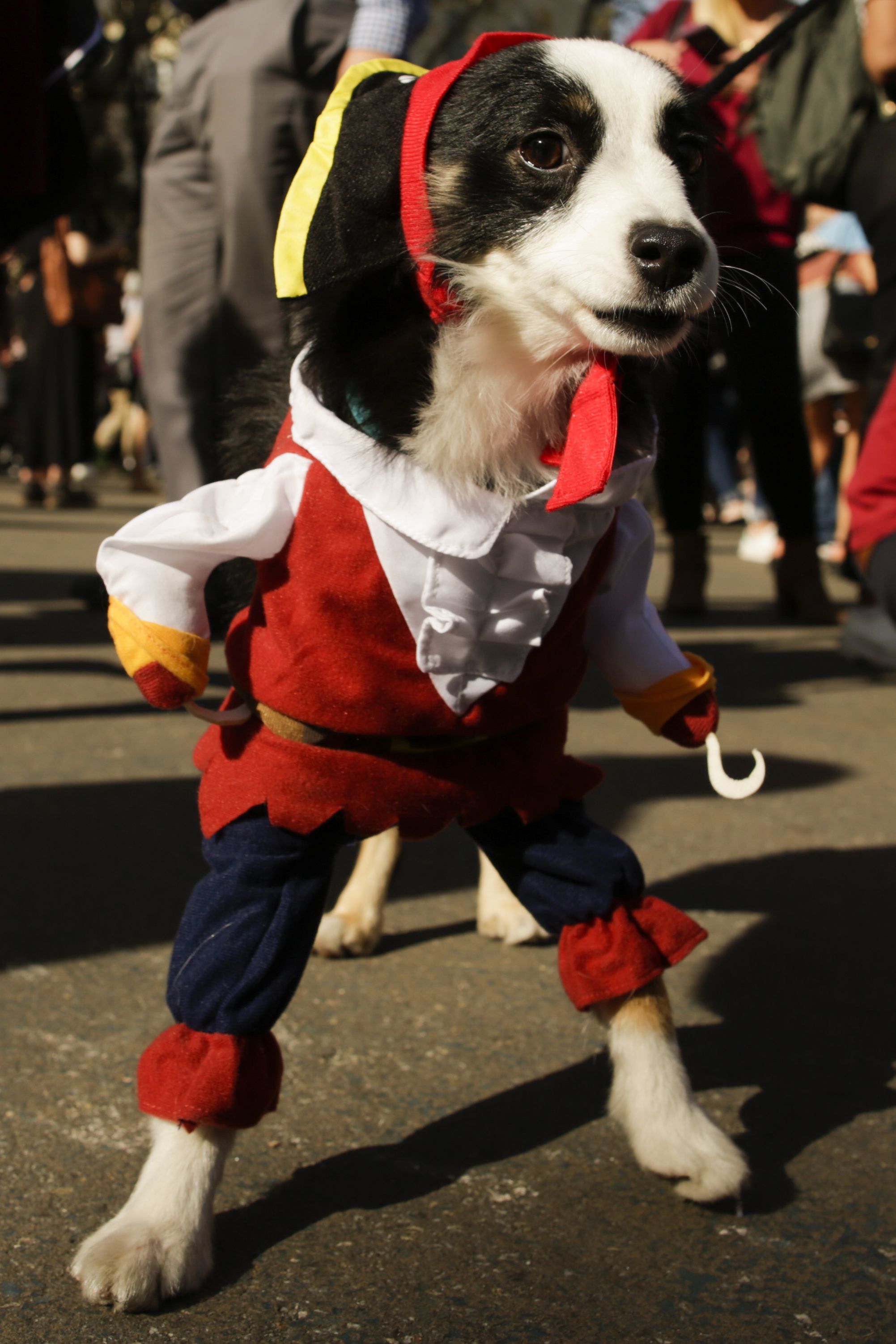 dog costumes for border collies