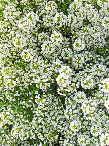 a lot of white flowers of lobularia in the garden