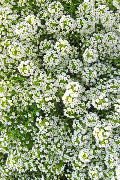 White Flowers : 50 Types and their maintenance