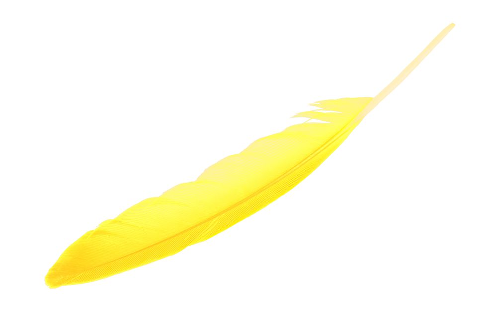 Yellow, Feather, Quill, 