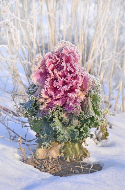 purple decorative cabbage in winter garden purple kale or  flowering ornamental cabbage