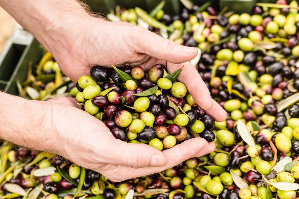 Close up of farmer holding harvested olives