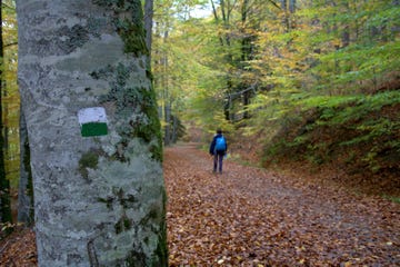 a person walking on a path in the woods