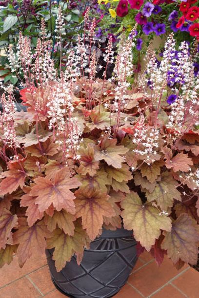 heuchera plant with showy scalloped leaves in striking colour