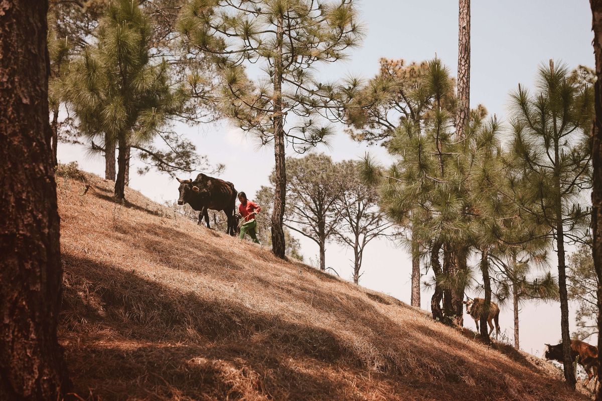 Een vrouw voert haar vee door een dennenbos in de Indiase deelstaat Uttarakhand Bossen die door dennen worden gedomineerd zijn door de klimaatverandering droger geworden waardoor er vaker bosbranden uitbreken