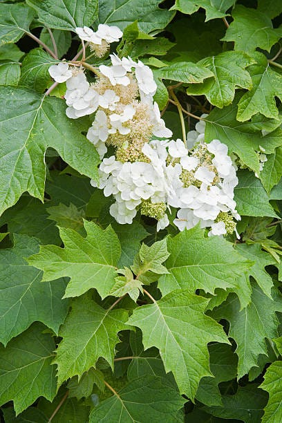 oakleaf hydrangea