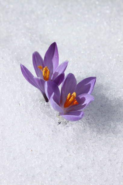 beautiful spring crocuses in the snow