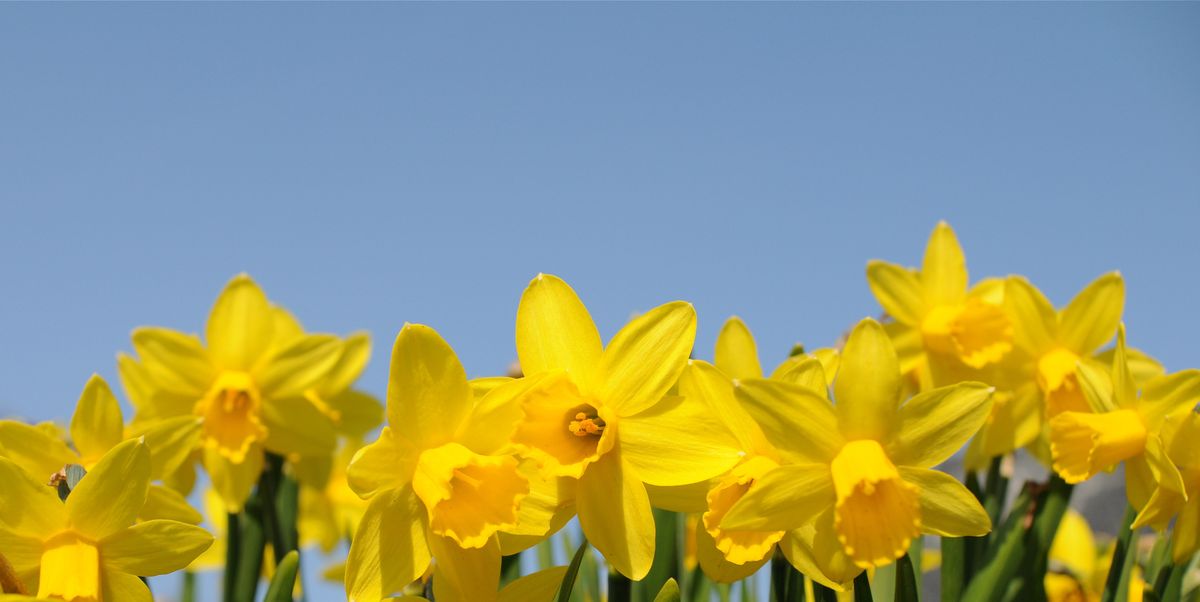 Cómo Cuidar los Narcisos: Guía Completa para Plantas Hermosas