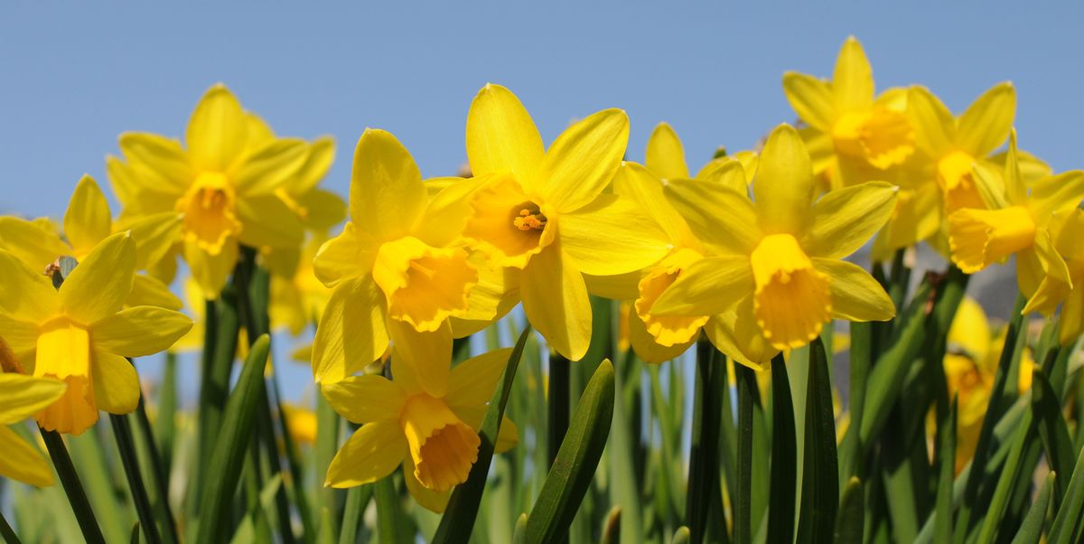 Cómo Cuidar los Narcisos: Guía Completa para Plantas Hermosas