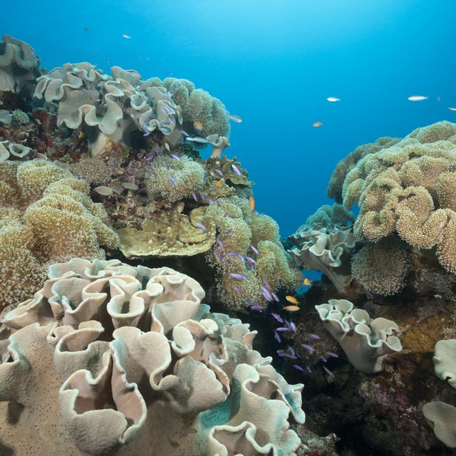 australia coral reef great barrier reef