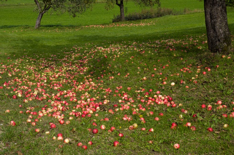 Germany, Baden-Wuerttemberg, Trees surrounded by fallen apples in orchard