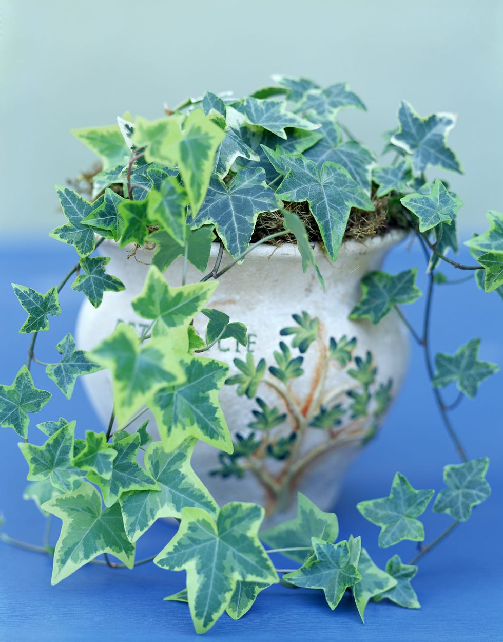 english ivy