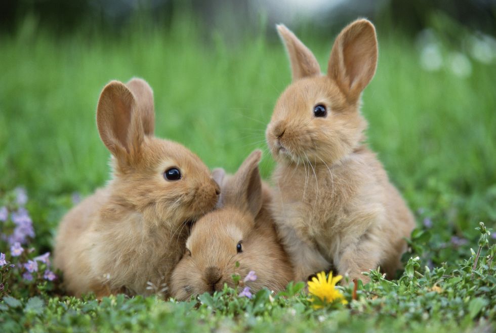 Rabbits in meadow