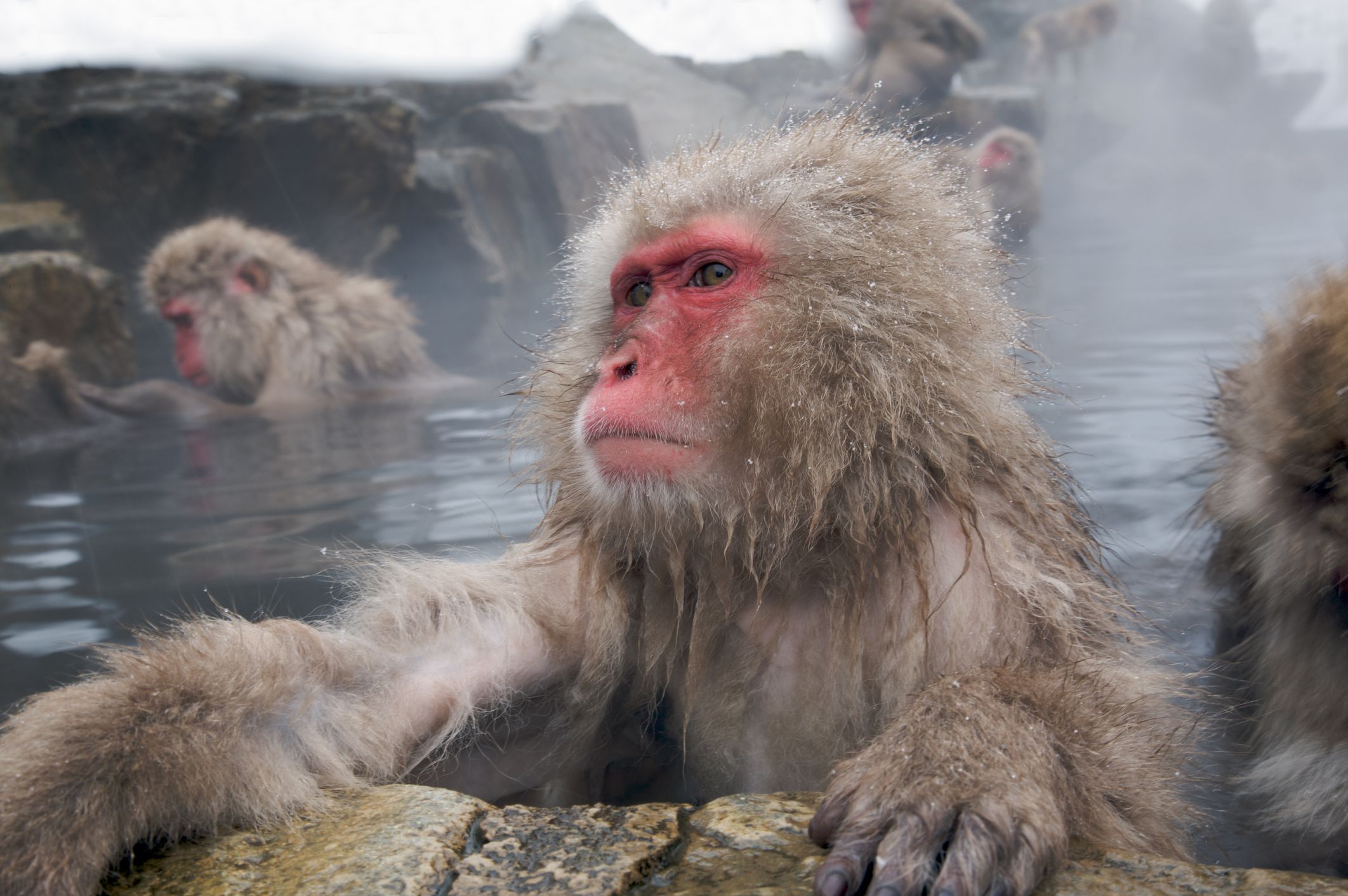 Snow Monkeys Love Hot Baths the Same Reasons Humans Do