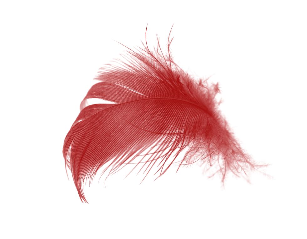 Feather, Red, Pink, Fashion accessory, Fur, Quill, Natural material, Tail, Animal product, 
