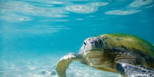 the green sea turtle chelonia mydas shot taken on hikkaduwas coral reef, sri lanka
