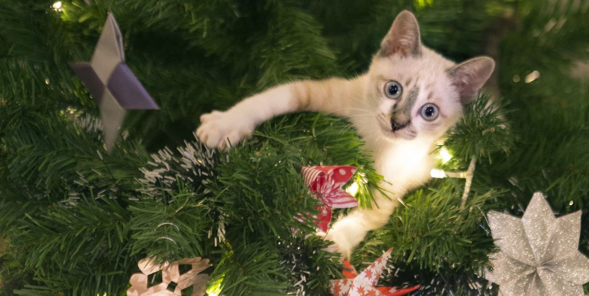 Owners share hilarious pictures of their cats half way up their Christmas trees