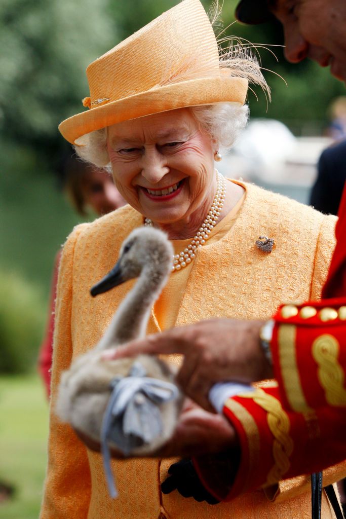 queen elizabeth tijdens jaarlijkse zwaan telling 2009