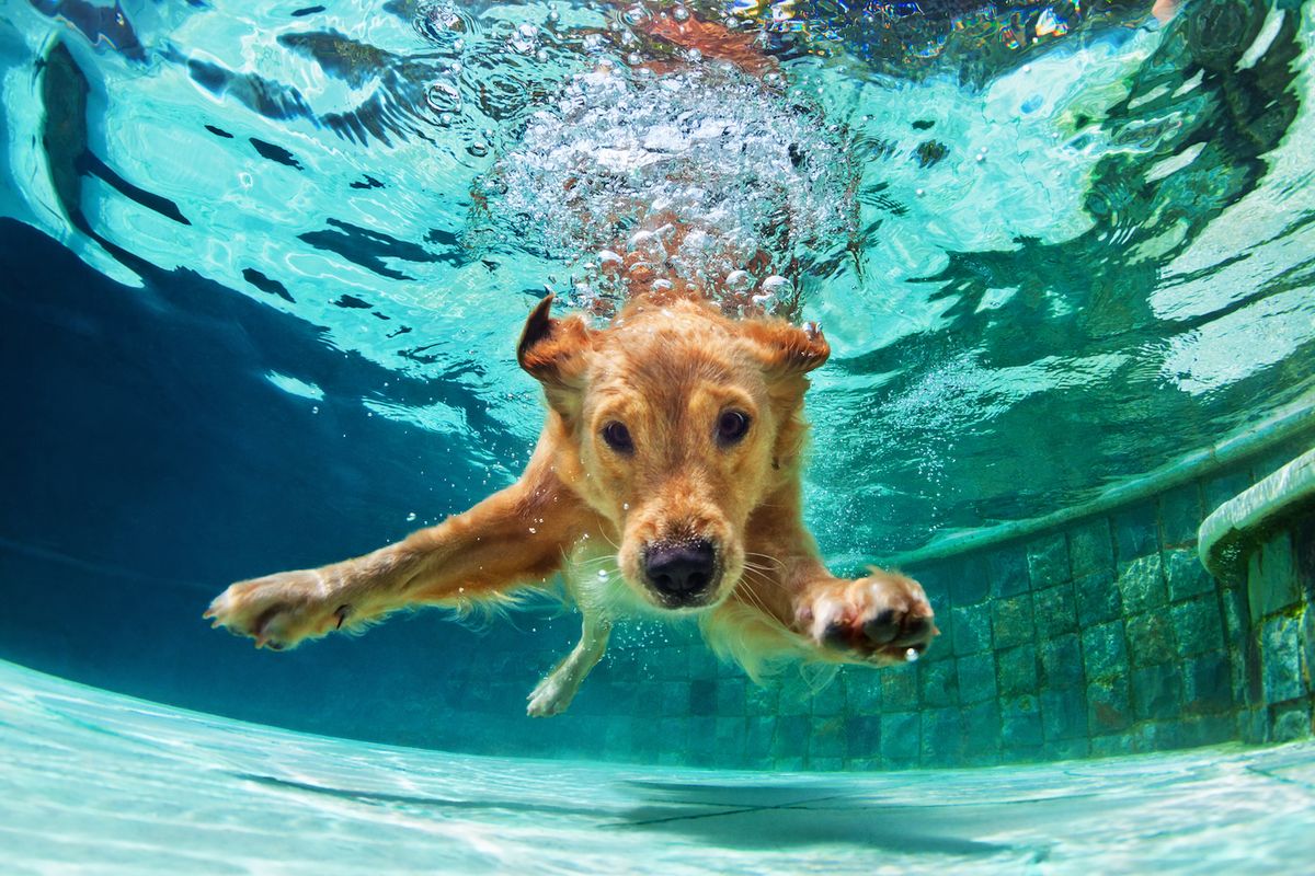 Dog diving underwater in swimming pool.