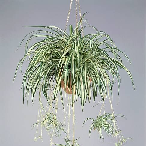 unspecified june 06 close up of a spider plant chlorophytum comosum photo by dea gcigolinide agostini via getty images
