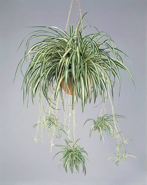 unspecified june 06 close up of a spider plant chlorophytum comosum photo by dea gcigolinide agostini via getty images
