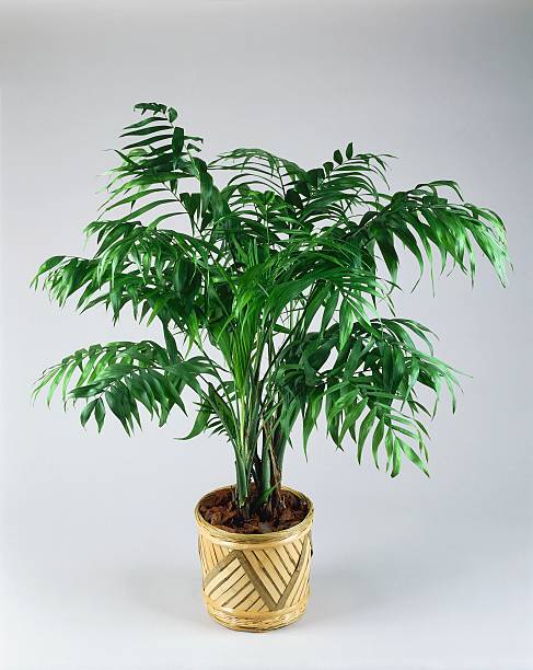 unspecified may 08 close up of a parlor palm chamaedorea elegans photo by dea gcigolinide agostini via getty images