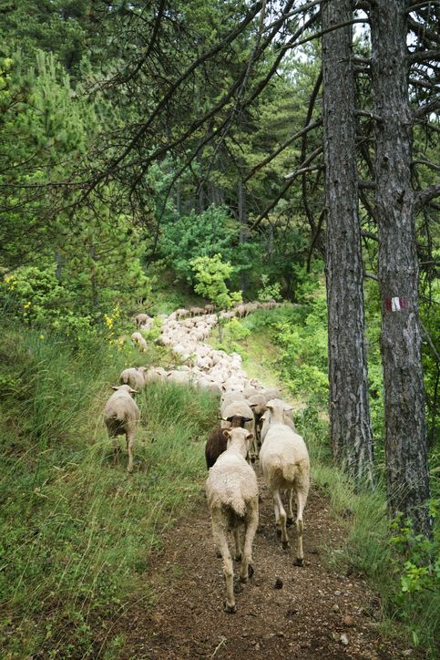 herd of sheep migrating through forested mountains on the annual transumanza to higher meadows in central italy, apennies mountain, abruzzo, italy, europe
