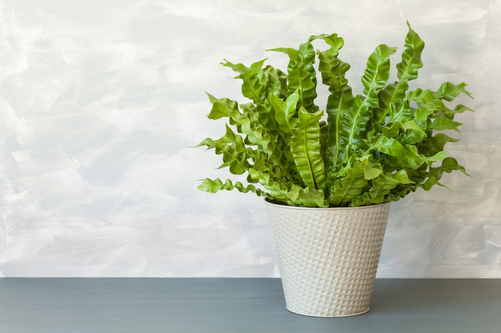 houseplant asplenium nidus in flowerpot, bird's nest fern