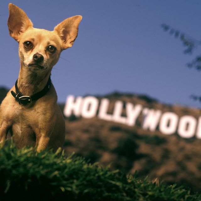 Gidget, Taco Bell Commercial Dog, Dies at 15